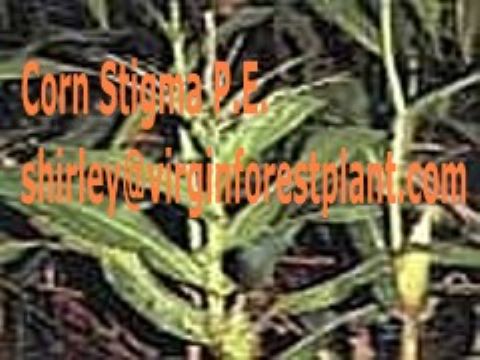 Corn Stigma P.E. (Shirley At Virginforestplant Dot Com)